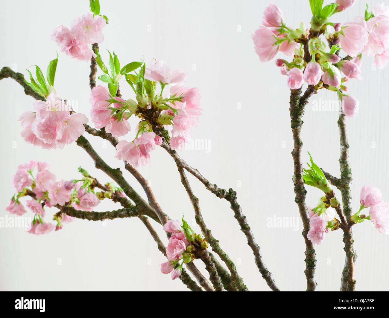 Branch Of Cherry Blossoms Stock Photo   Alamy