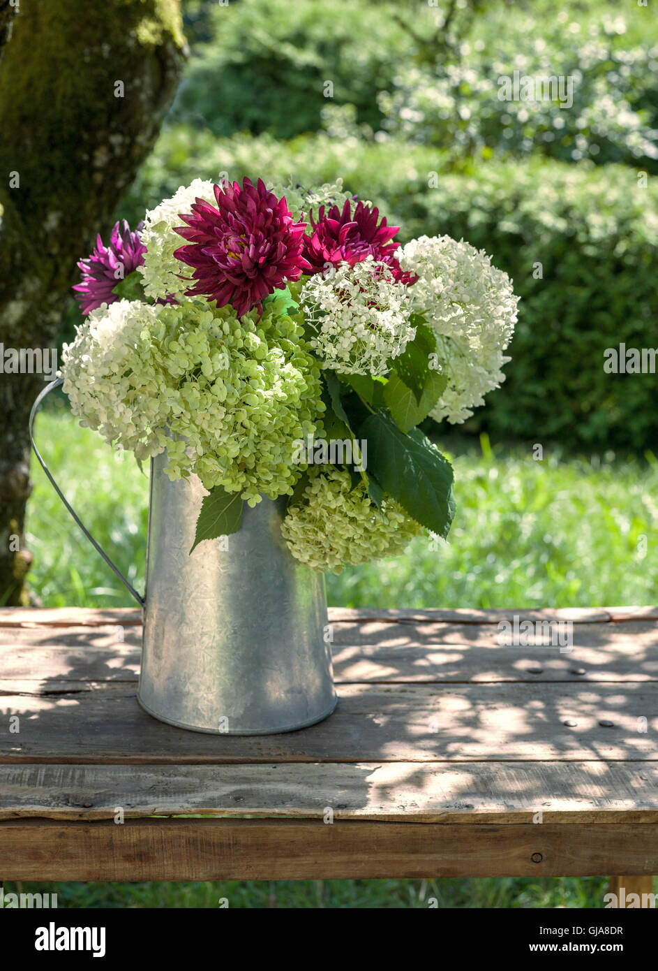 Hydrangeas on garden table Stock Photo