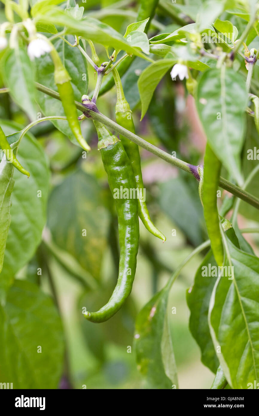 Chili Cayenne Long growing outdoors. Stock Photo