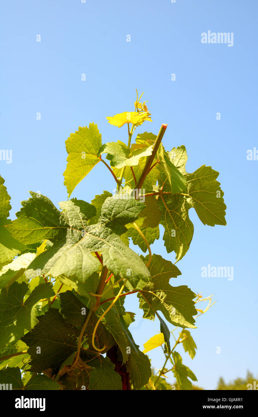 Israel vineyard tzora hires stock photography and images Alamy