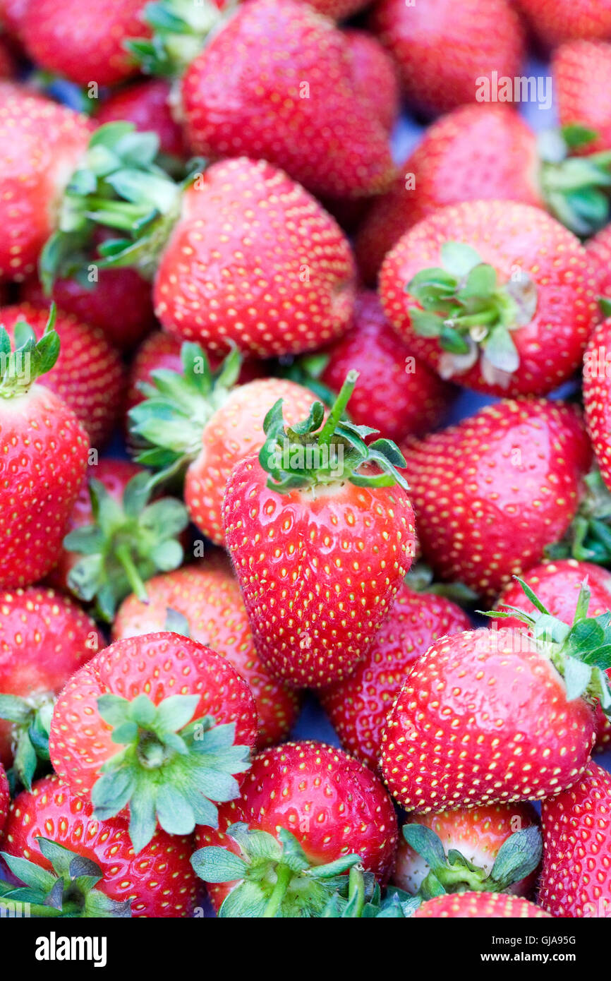 Fragaria. Freshly picked strawberries. Stock Photo