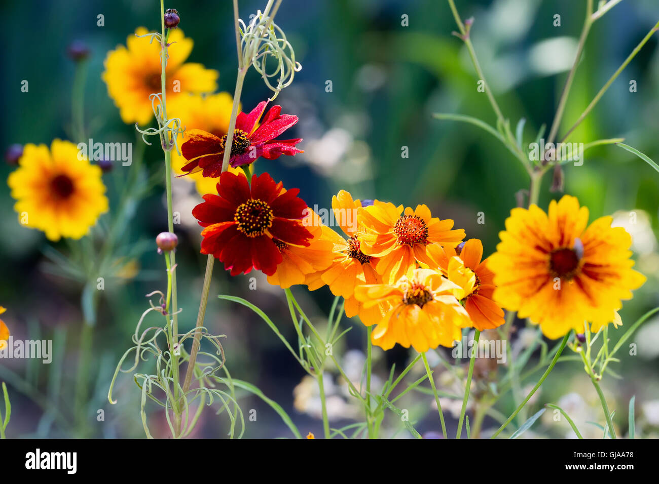 flowers on a flowerbed. Stock Photo