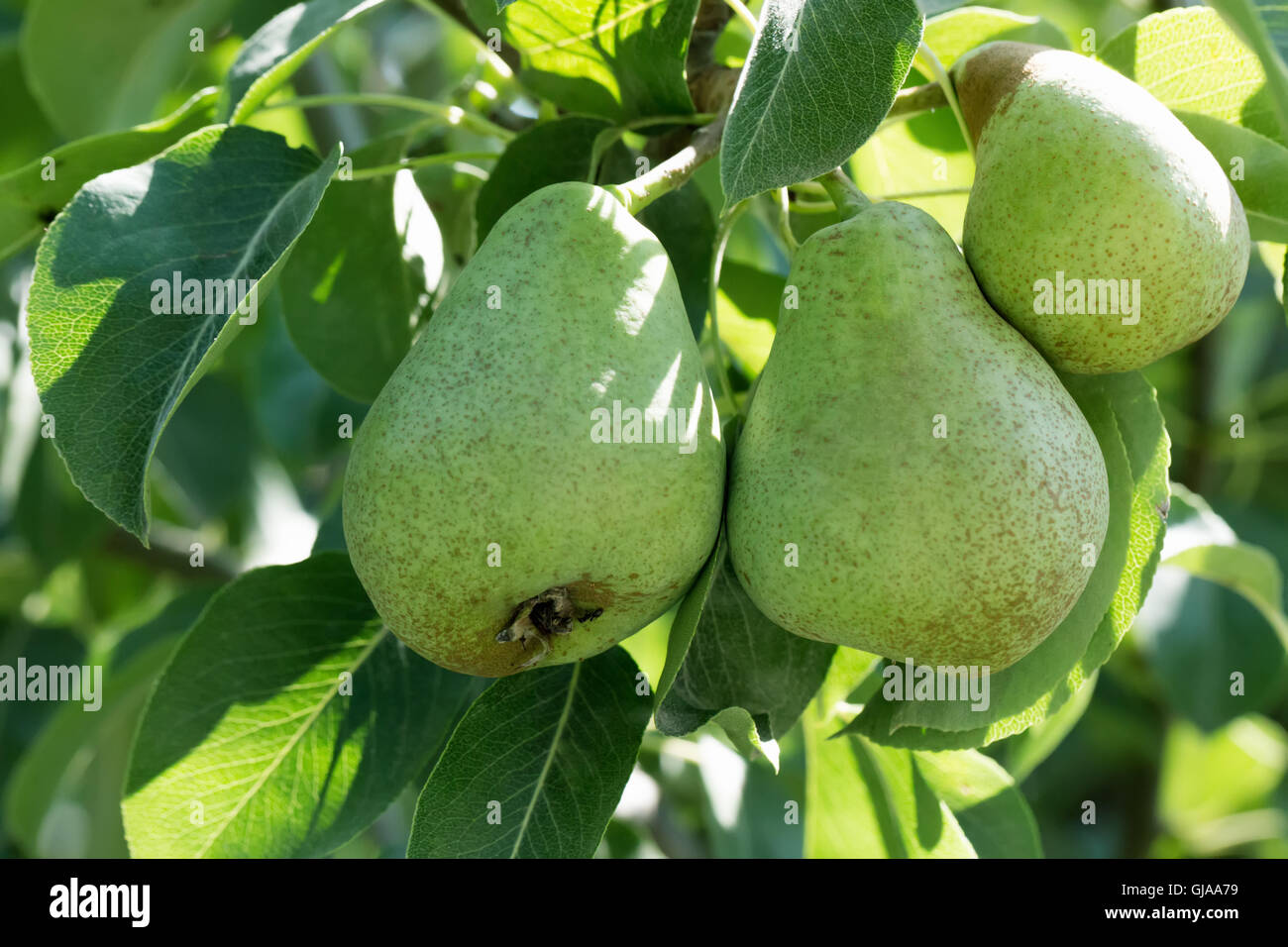 close up of green pears on tree. Stock Photo