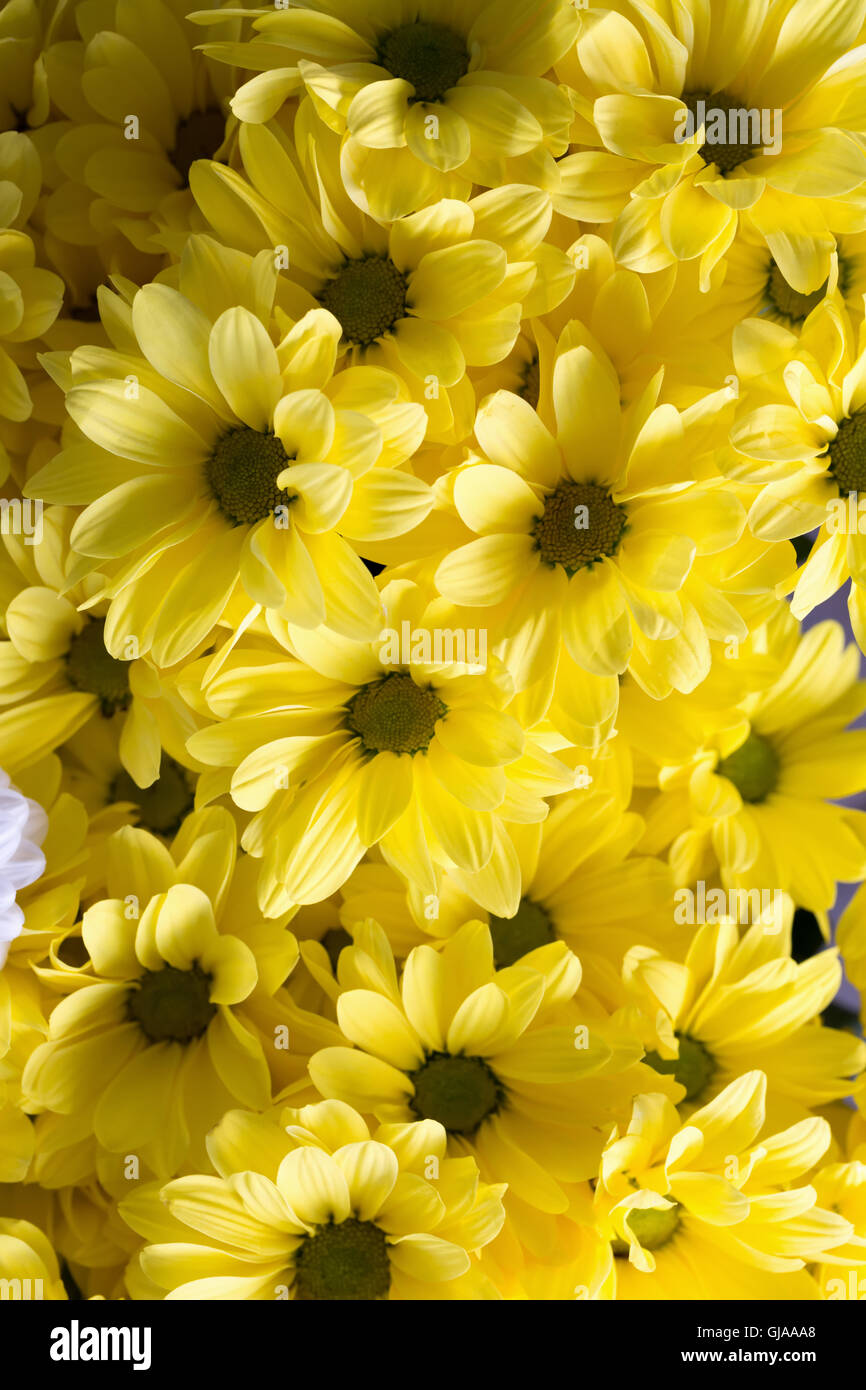 close up of yellow asters. Stock Photo