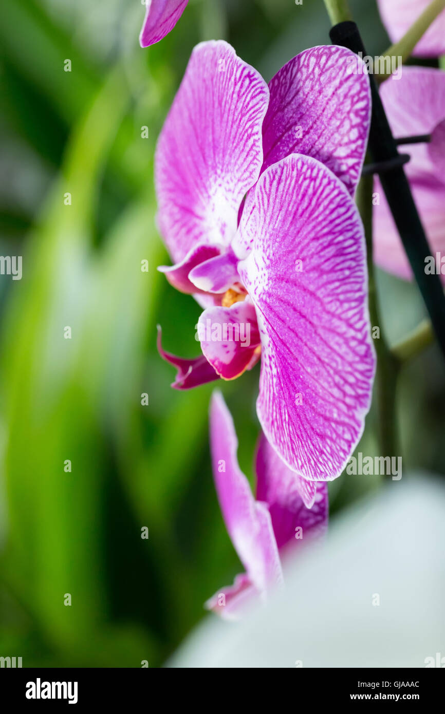 close up of pink orchid. Stock Photo