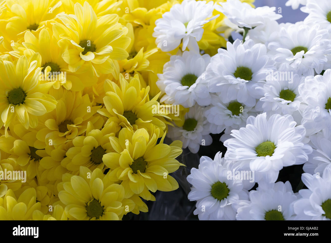 close up of yellow and white asters. Stock Photo