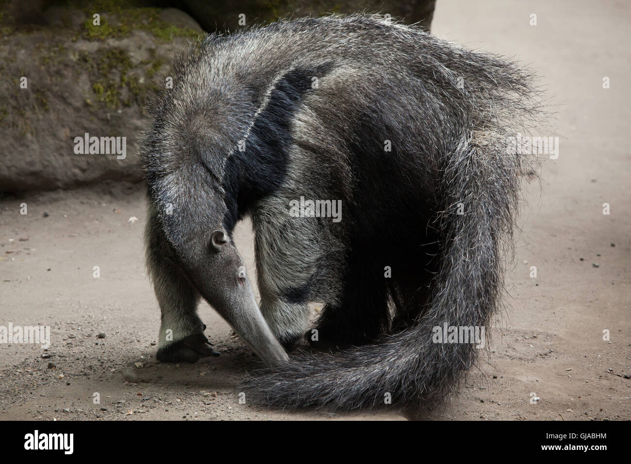Giant anteater (Myrmecophaga tridactyla), also known as the ant bear. Stock Photo