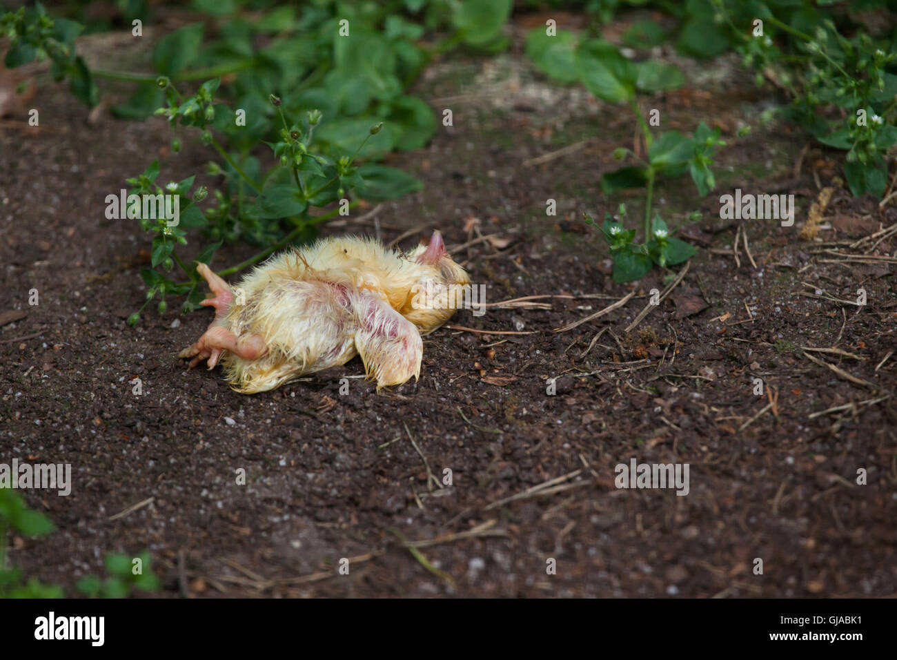 Dead chicken prepared as ration for carnivores at Decin Zoo in North Bohemia, Czech Republic. Stock Photo