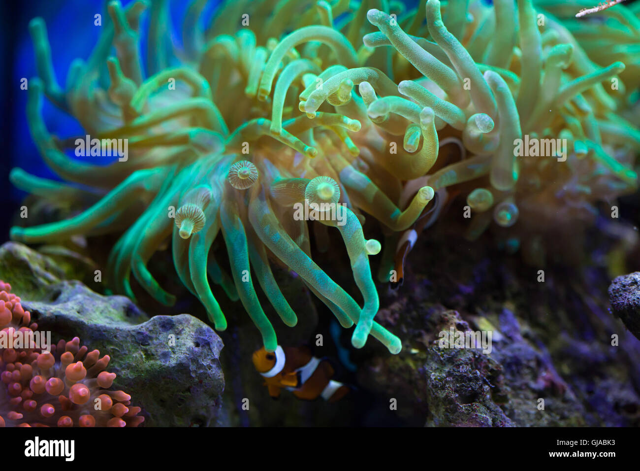 Bubble-tip anemone (Entacmaea quadricolor). Stock Photo