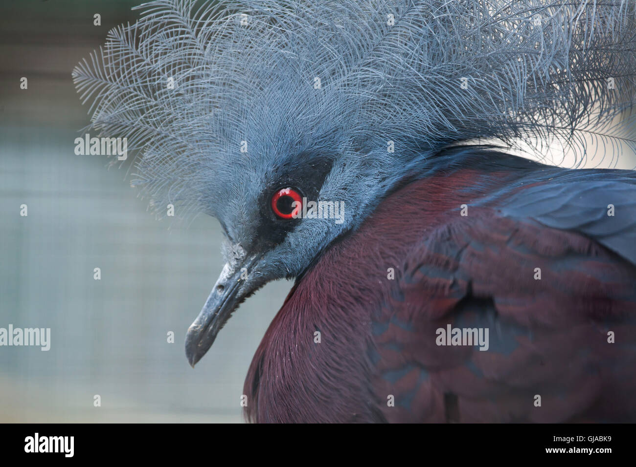 Southern crowned pigeon (Goura scheepmakeri sclateri). Stock Photo