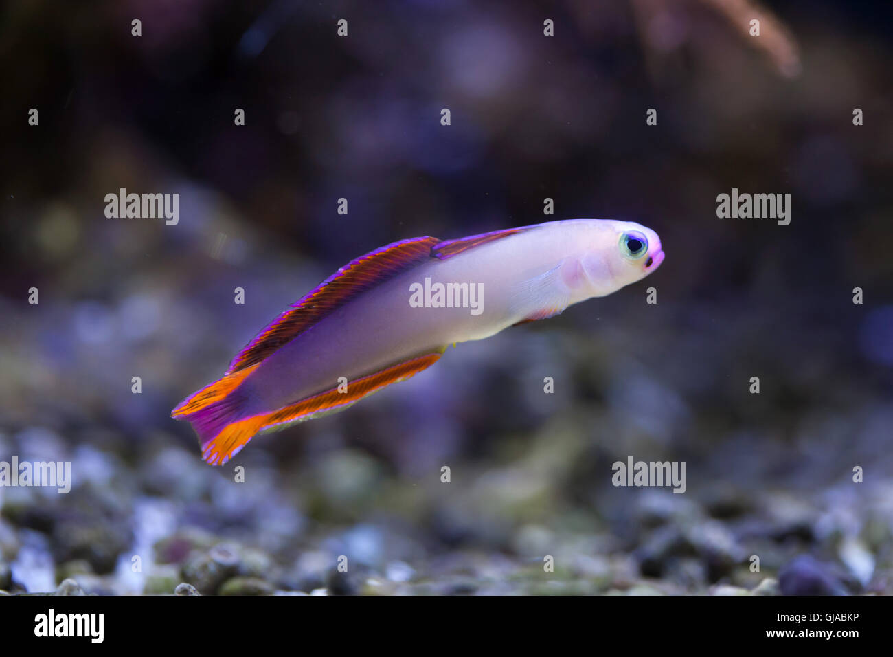 Elegant firefish (Nemateleotris decora), also known as the purple firefish. Stock Photo
