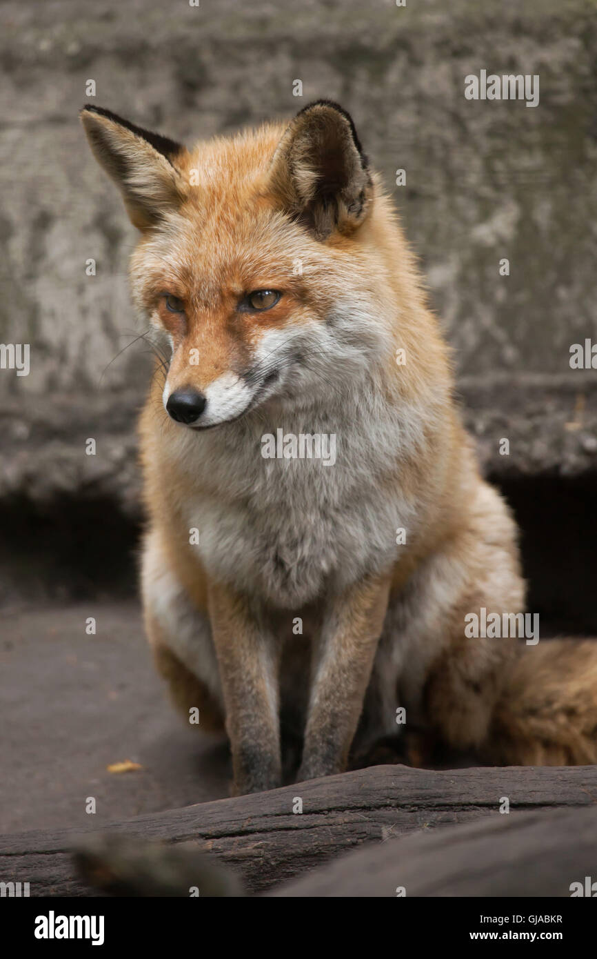 Red fox (Vulpes vulpes) at Decin Zoo in North Bohemia, Czech Republic. Stock Photo