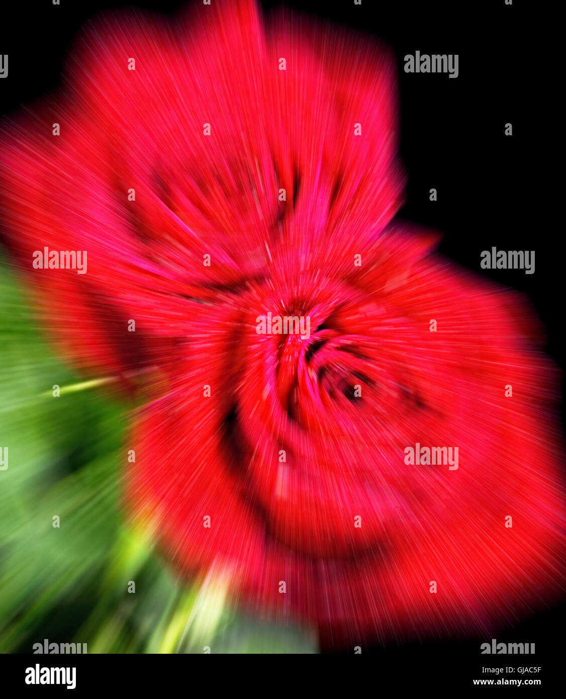 Blurred background of red roses with room for your type Stock Photo - Alamy