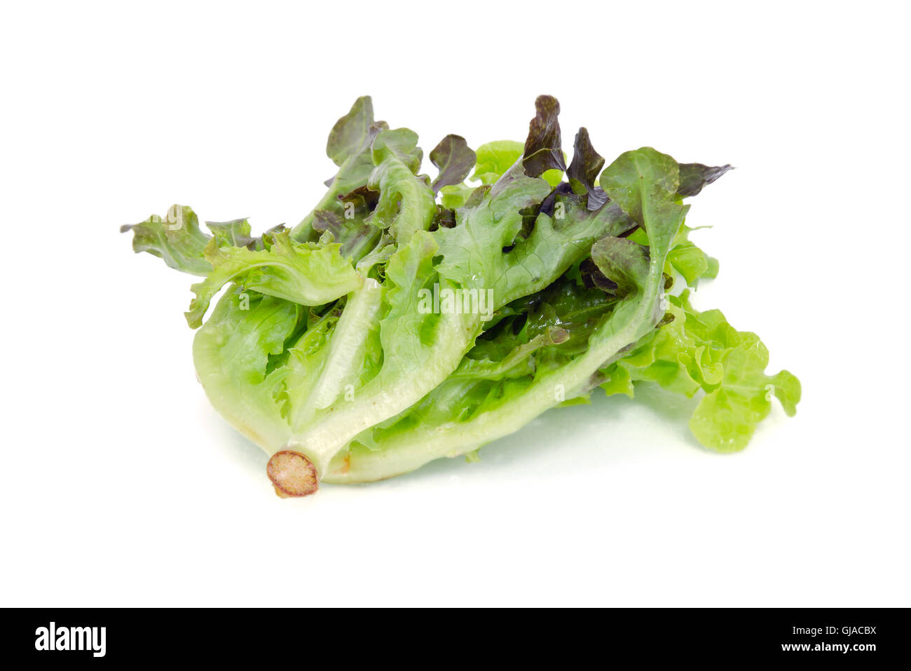 Salad vegetable leaf (Green oak and Batavia) isolated on white background Stock Photo