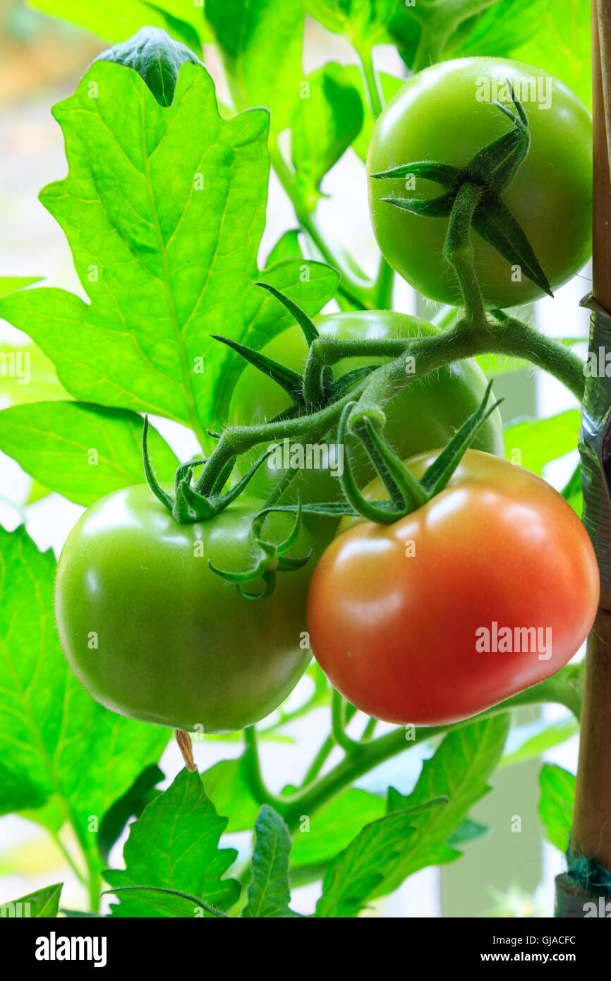 Ripening tomato plant being grown indoors Stock Photo - Alamy