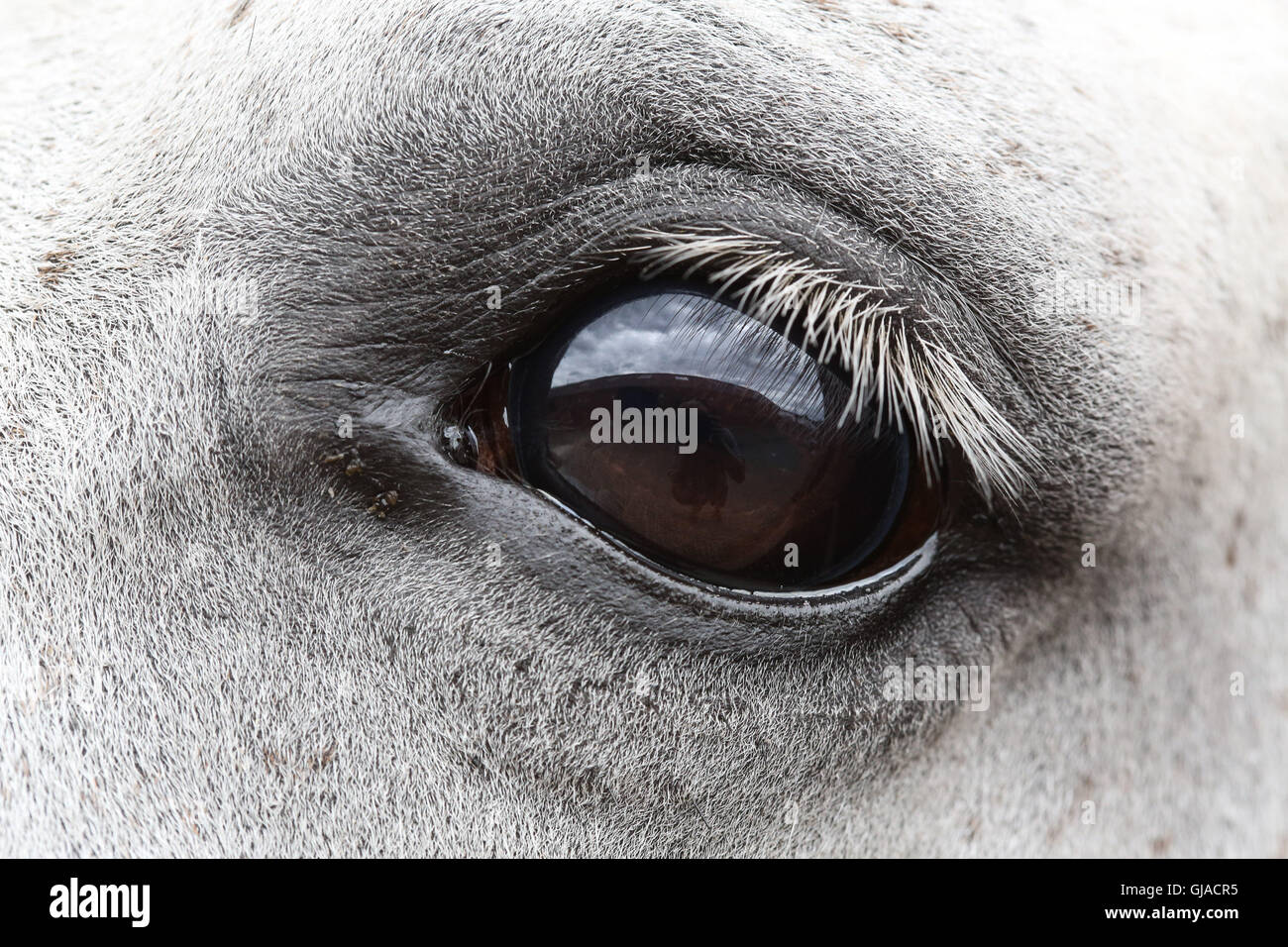 A close up photograph of the incredible detail in a horses eye at the Great Yorkshire Show in Harrogate, North Yorkshire, UK. Stock Photo