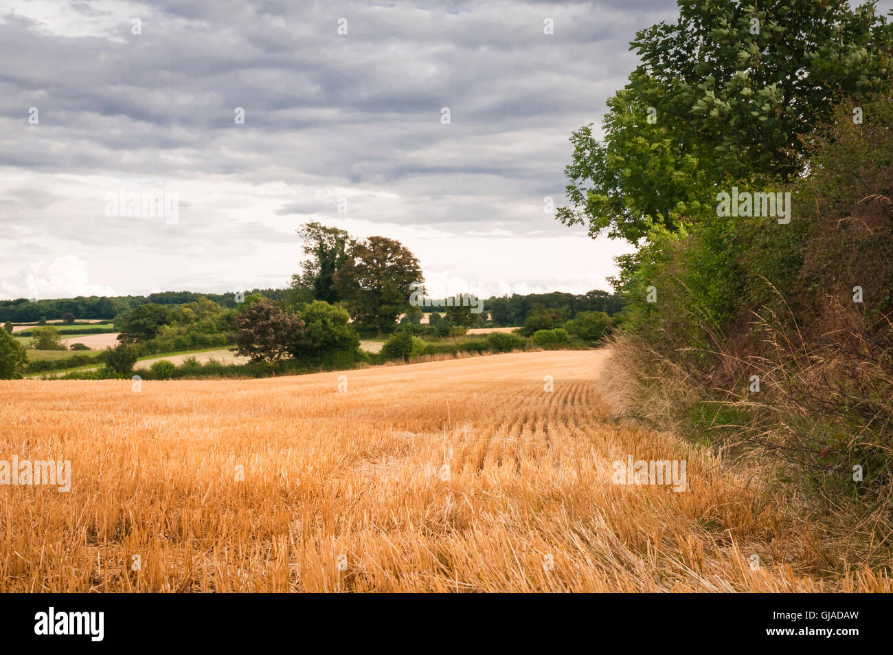 A landscape image of corn fields after harvest in the sunshine in ...