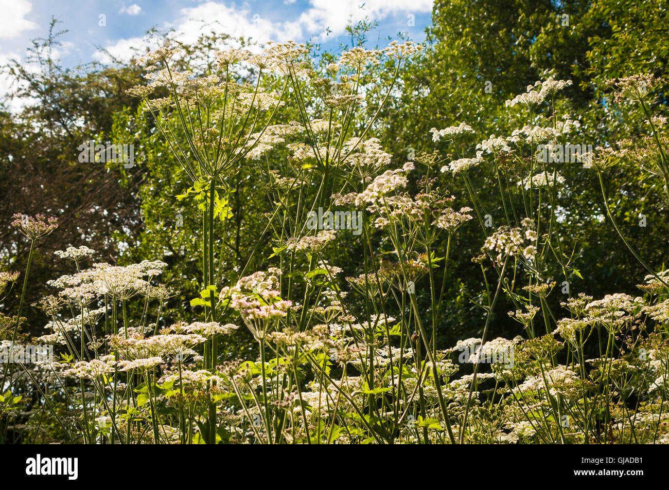 A landscape image of one of the Cow Parsley Family growing alongside a hedge Stock Photo