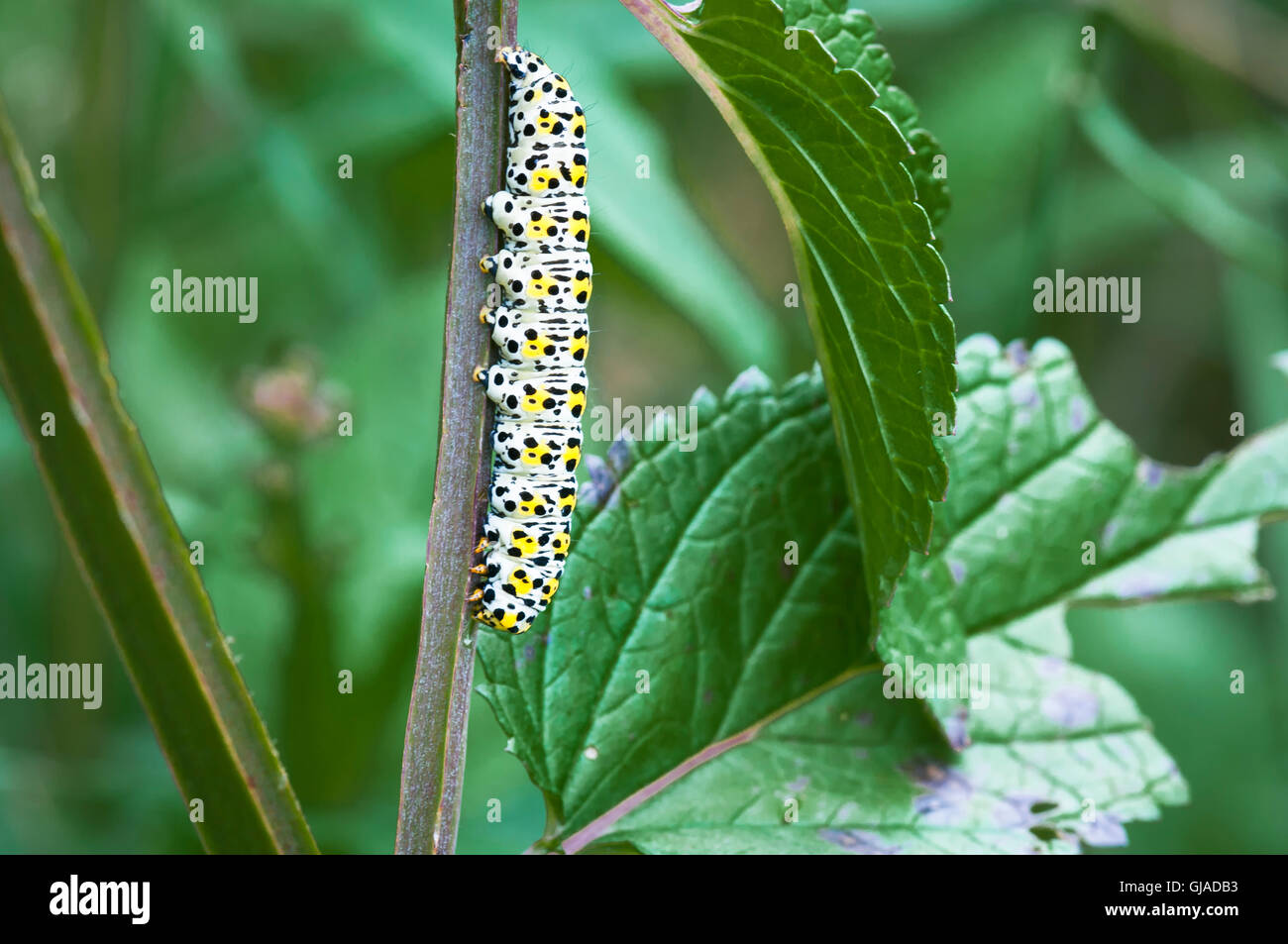 A landscape image of a Mullien Moth caterpillar on Square Stemmed St Johns Wort. Stock Photo