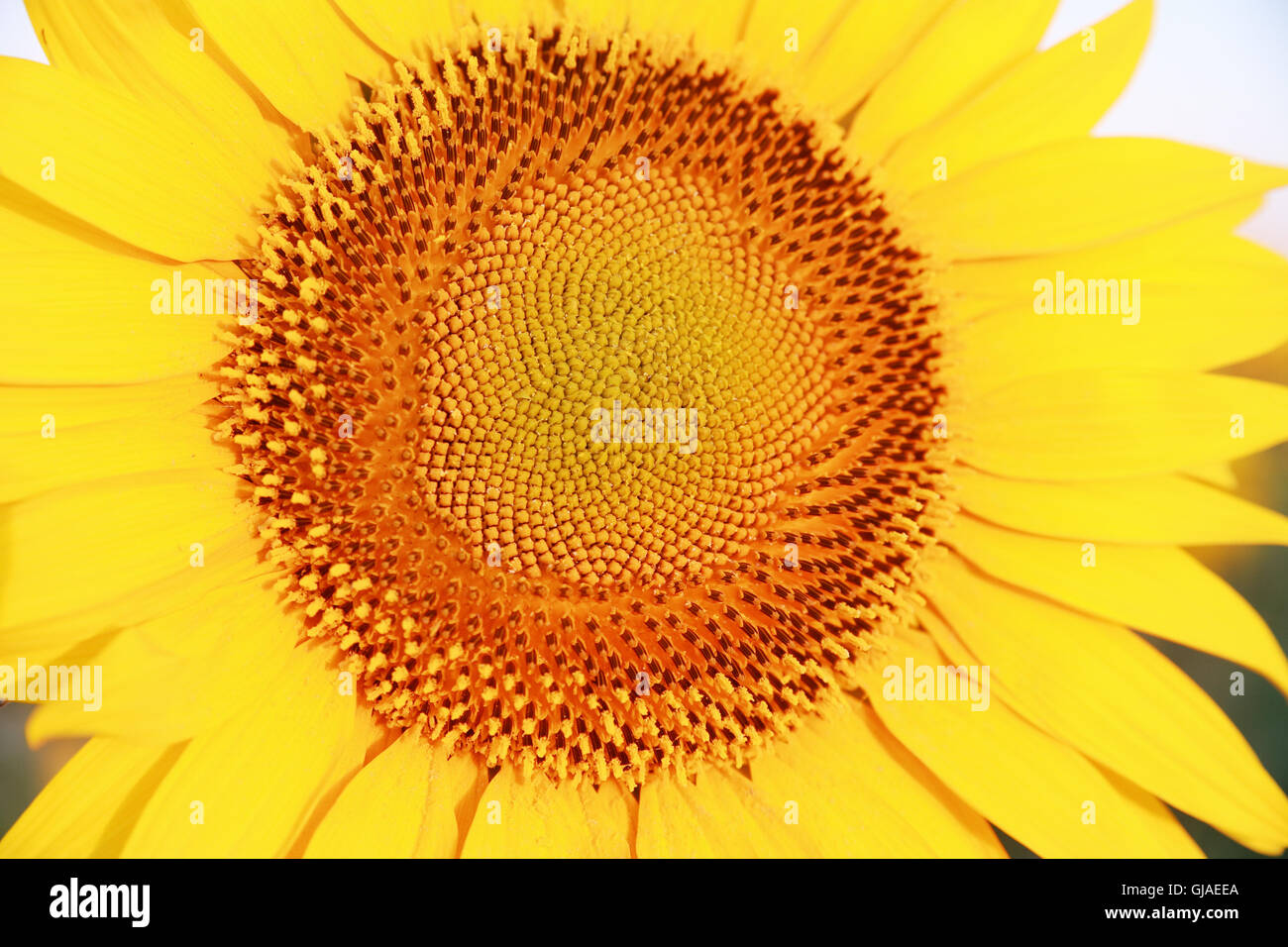 Sunflower farm photography hi-res stock photography and images - Alamy