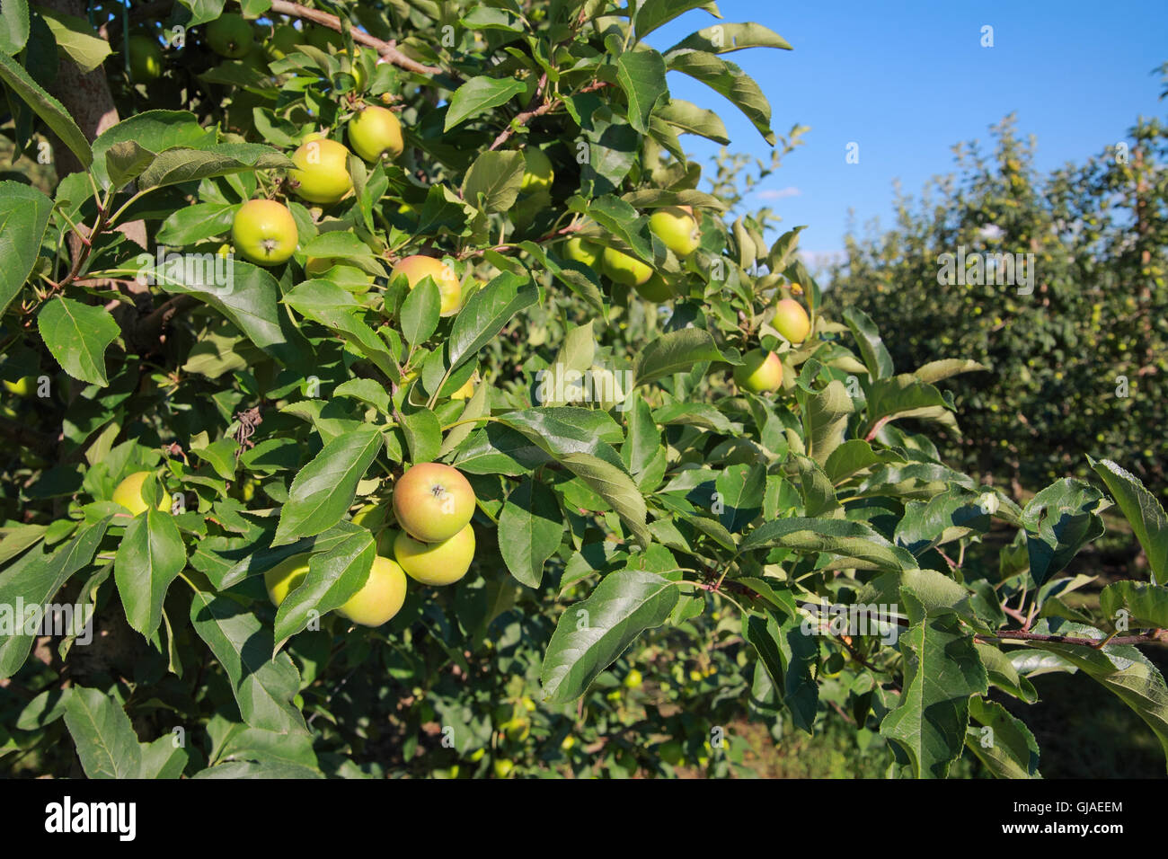 Apples on a branch in the garden, agriculture Stock Photo - Alamy