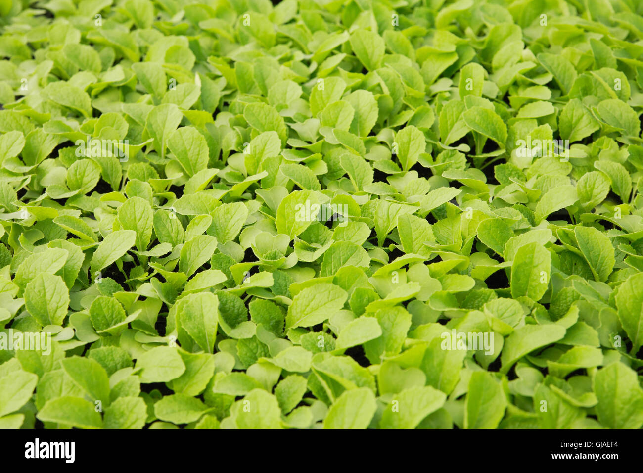 Chinese cabbage seedlings in a greenhouse closeup Stock Photo Alamy