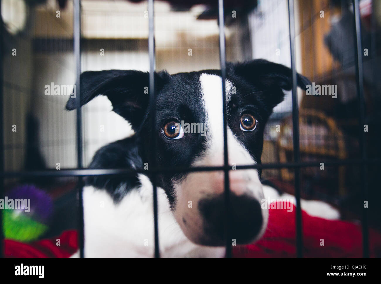 Border Collie puppy dog Stock Photo