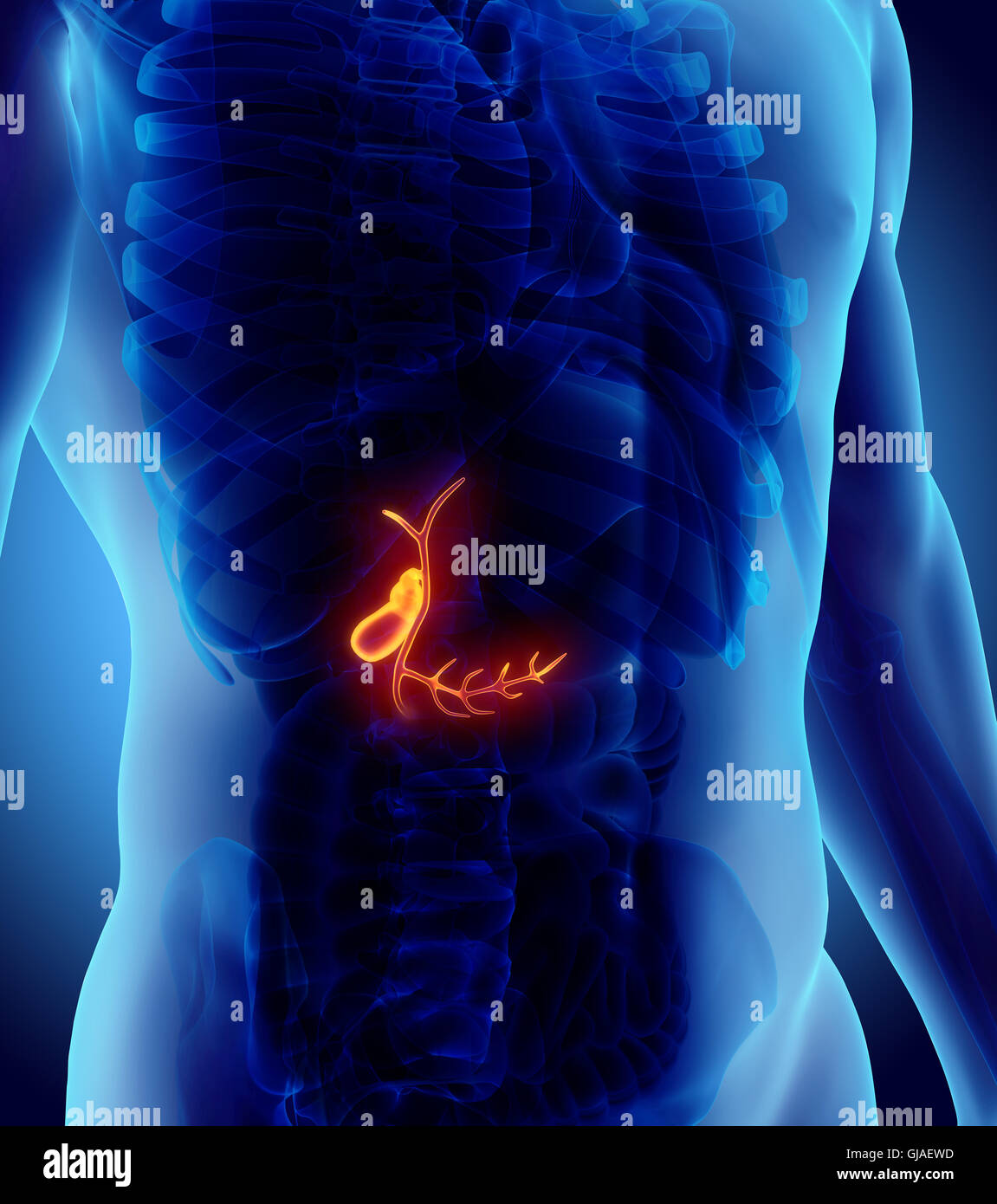 3D illustration of male Gallbladder, xray medical concept Stock Photo
