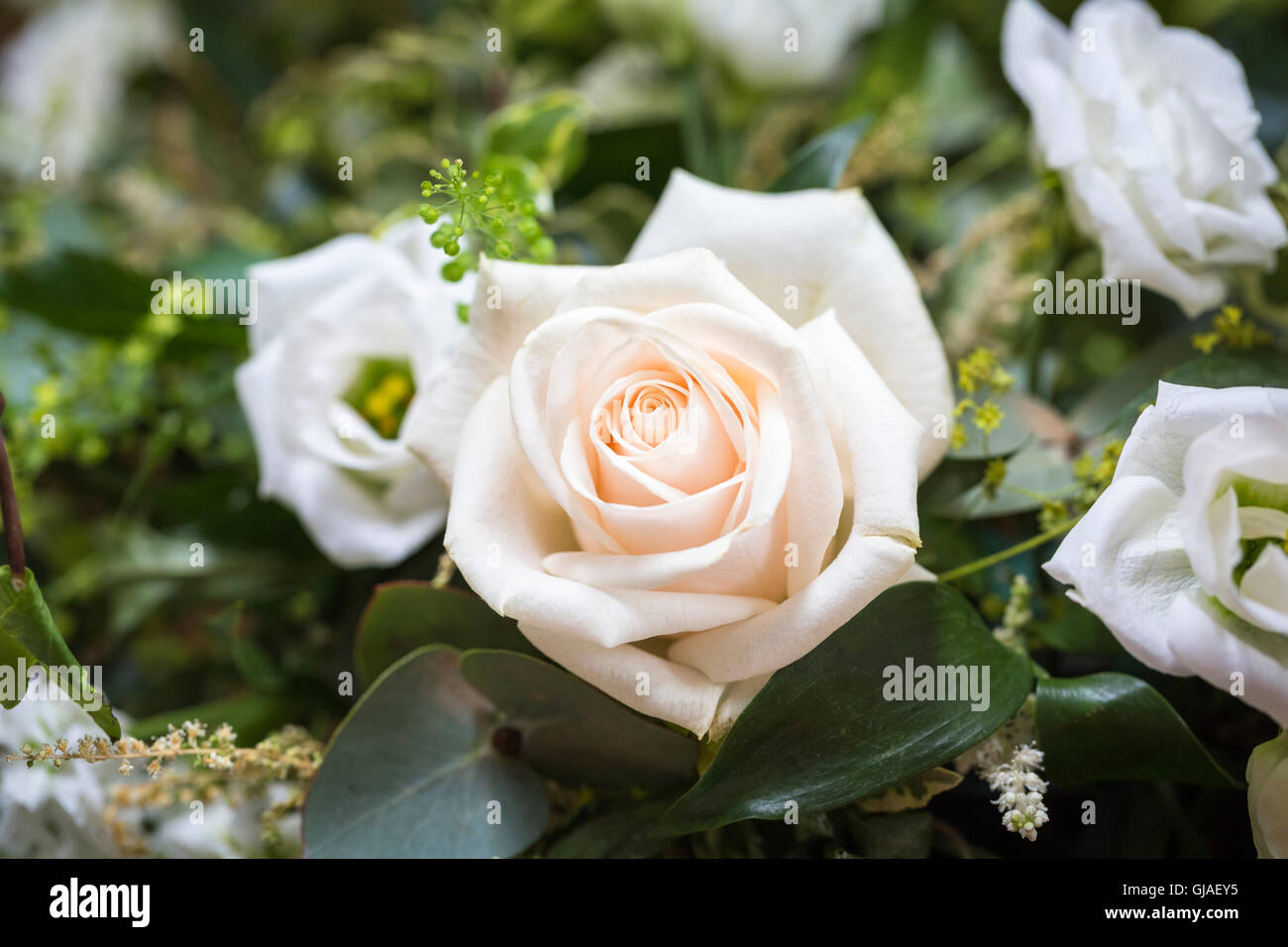 Perfect pale cream rosebud in a bouquet floral arrangement for a wedding Stock Photo