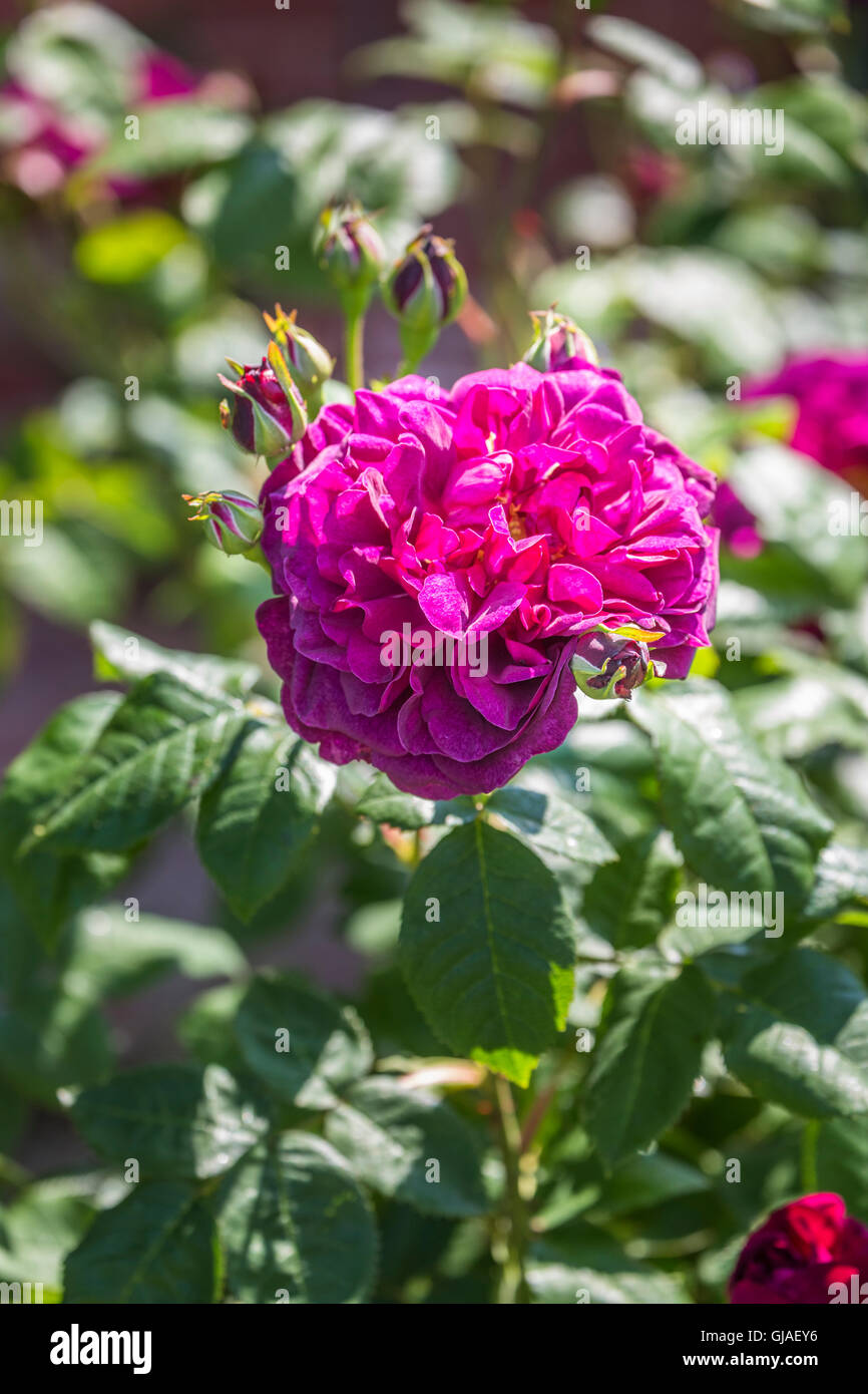 Old fashioned wine-red shrub rose 'Chianti', the first red English rose, flowering in June Stock Photo