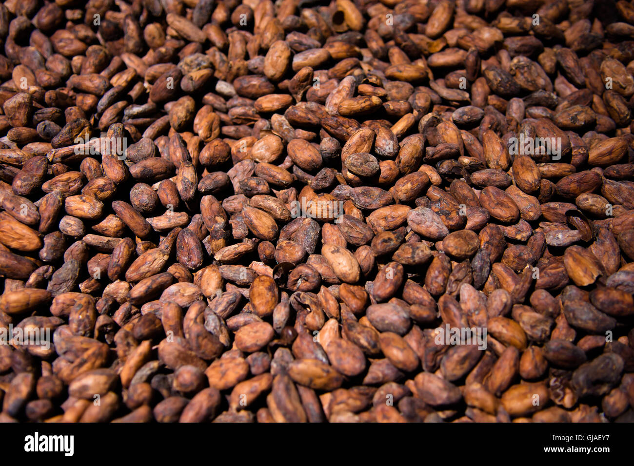 Pile Of Freshly Harvested Brown Cocoa Beans Stock Photo