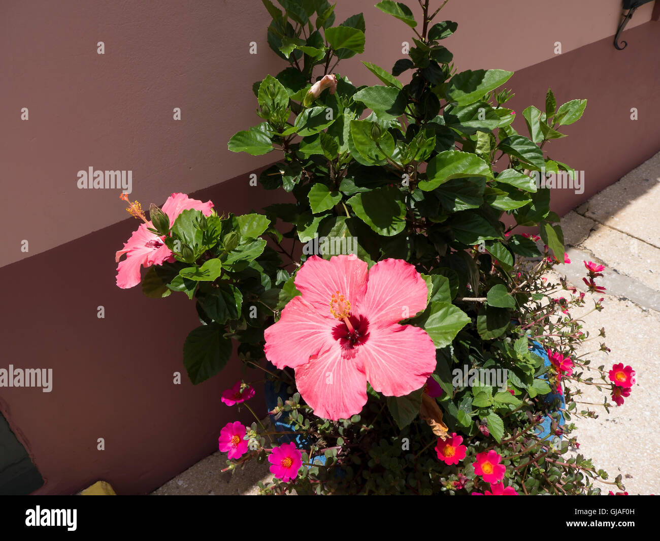 Hibiscus St Augustine