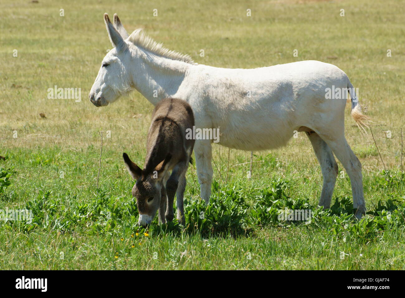 Donkey and juvenile at Custer State Park meadow in South Dakota Stock