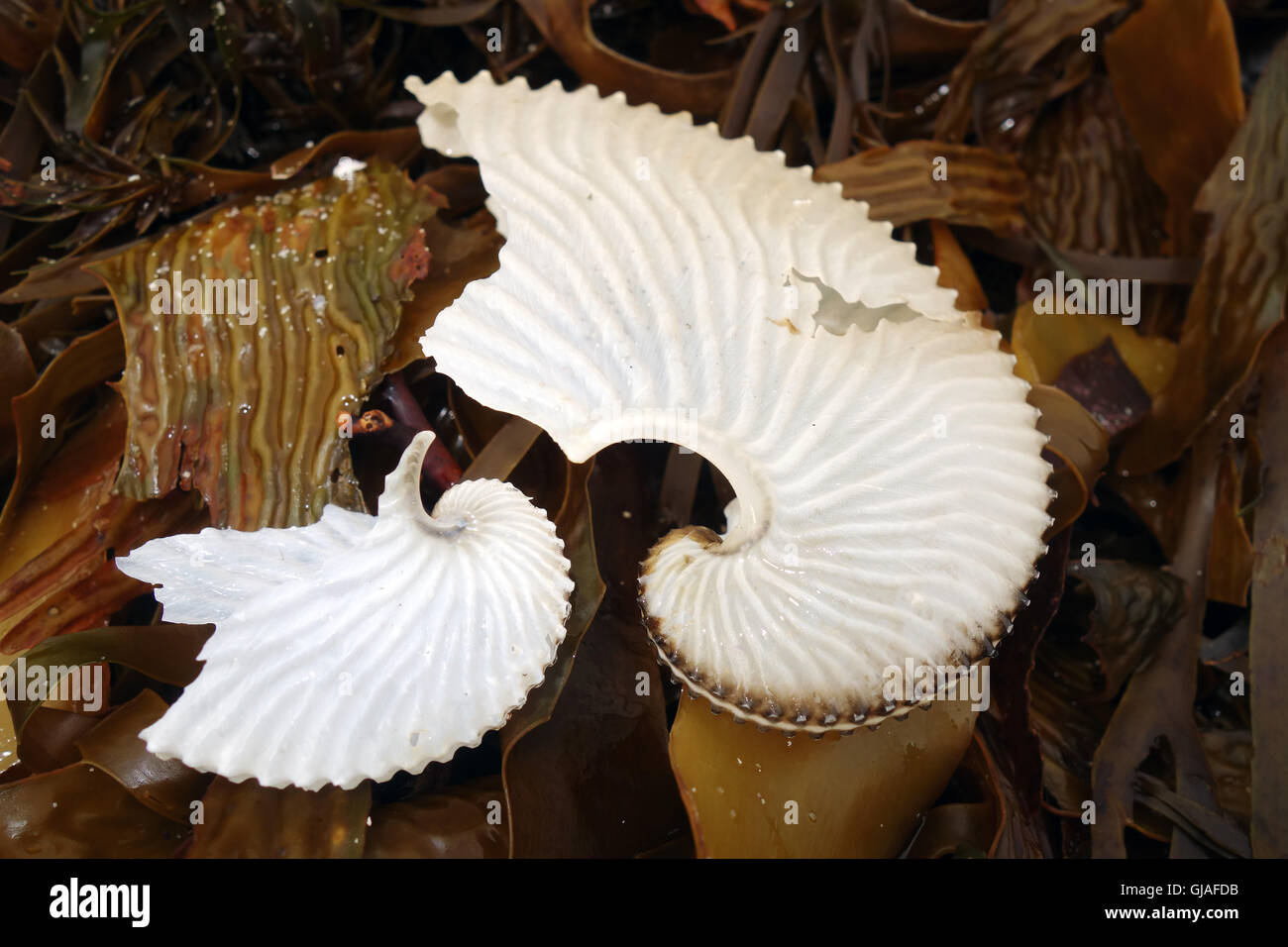 Paper nautilus (egg cases made by Argonauta sp. octopuses) washed up in Aldridge Cove, Nuyts Wilderness Area, Western Australia Stock Photo