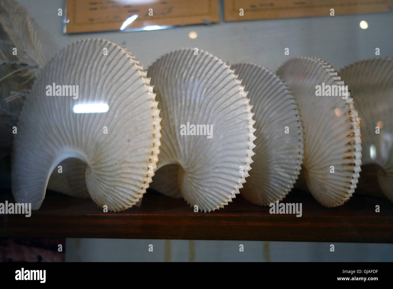 Paper nautilus shells (Argonauta sp.) in curiosity case, Walpole Hotel, southern Western Australia. No PR Stock Photo