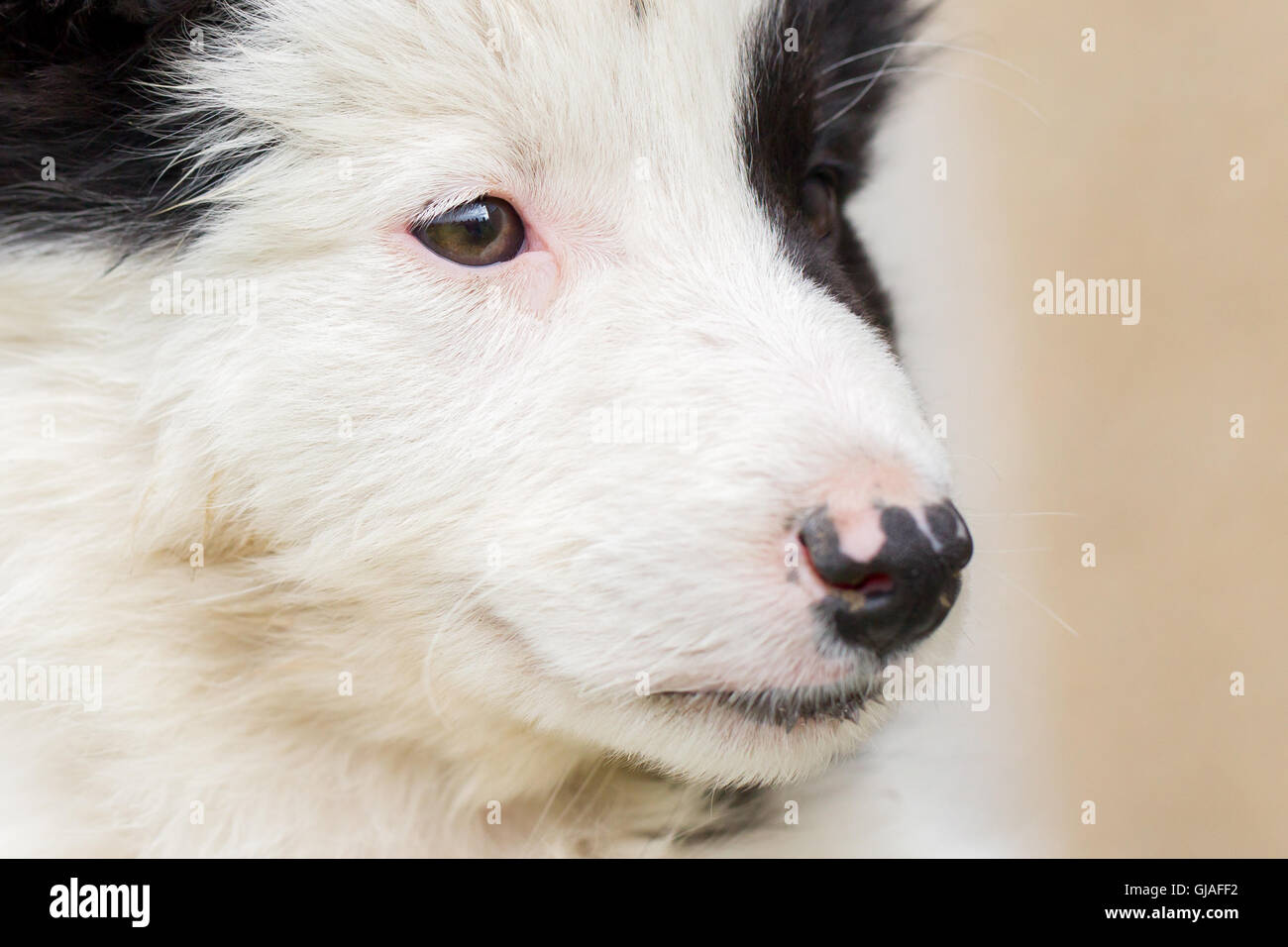 Small Border Collie puppy on a farm, brown eyed Stock Photo