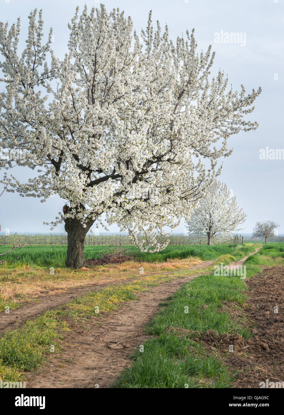 Cherry blooming hi-res stock photography and images - Alamy