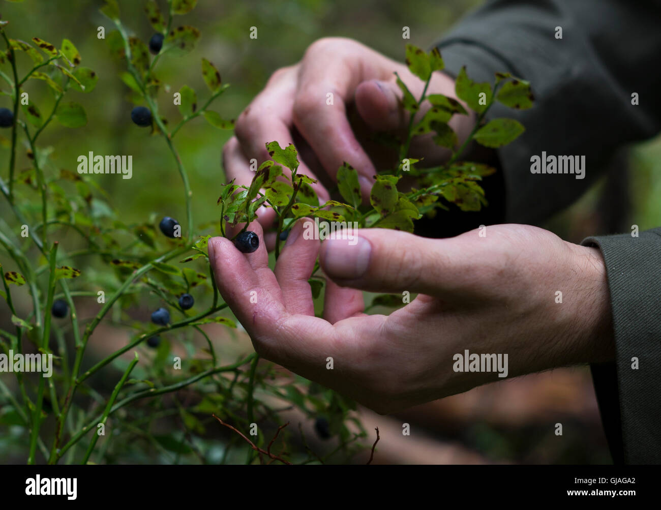 Photo of a mans hands picking up blackberries in the woods, Russia, near Saint-Petersburg, August 7, 2016 Stock Photo