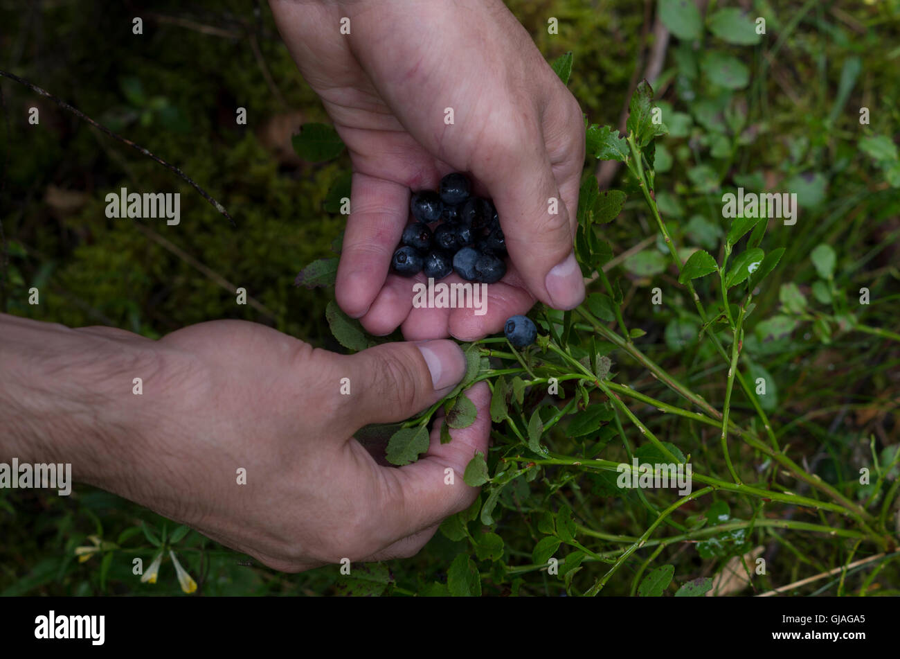 Photo of a mans hands picking up blackberries in the woods, Russia, near Saint-Petersburg, August 7, 2016 Stock Photo