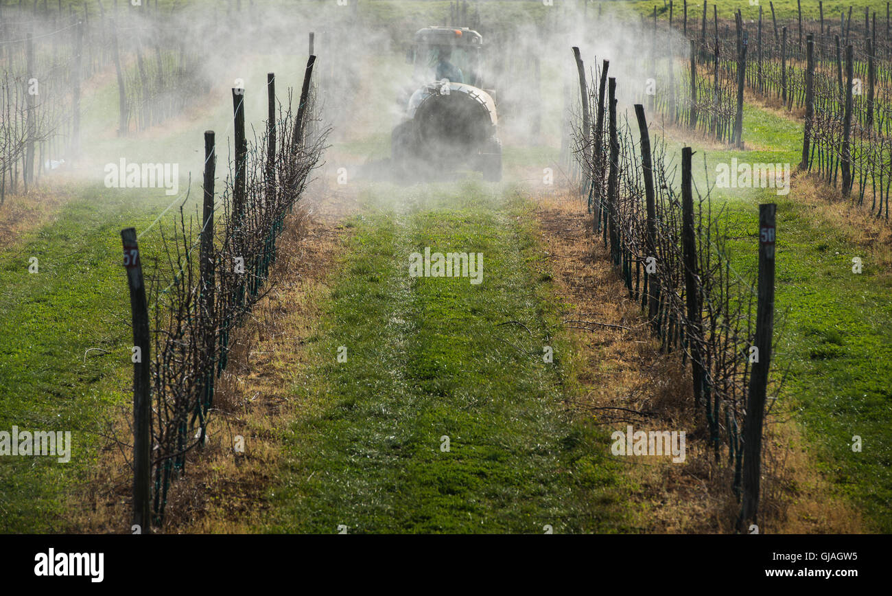 spraying apple orchard in spring Stock Photo