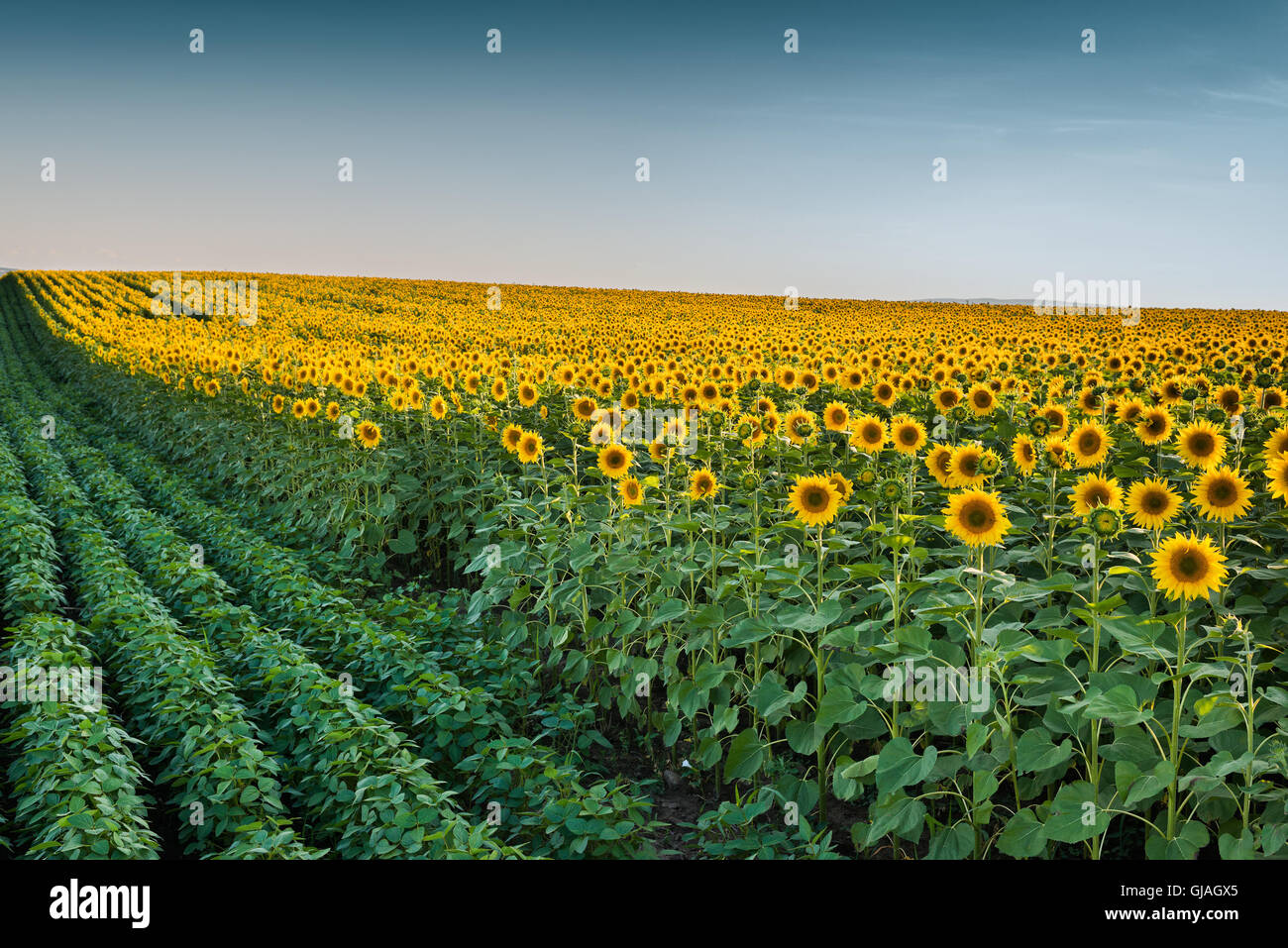 Sunflowers at field in sunset Stock Photo - Alamy