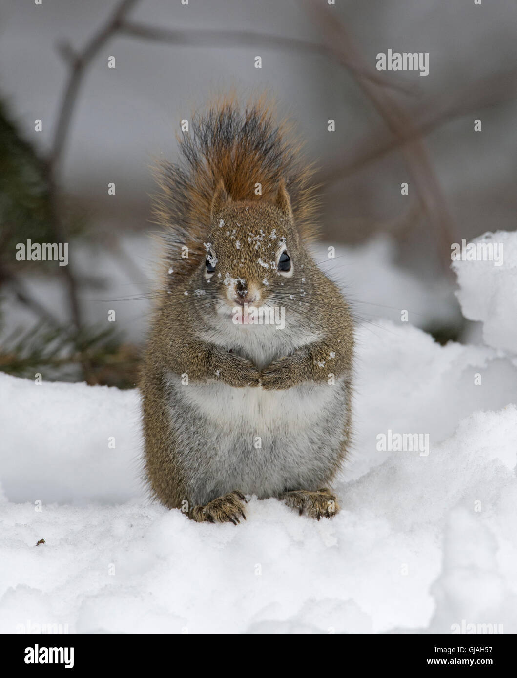 American Red Squirrel (Tamiasciurus hudsonicus) in snowstorm. Acadia National Park, Maine, USA. Stock Photo