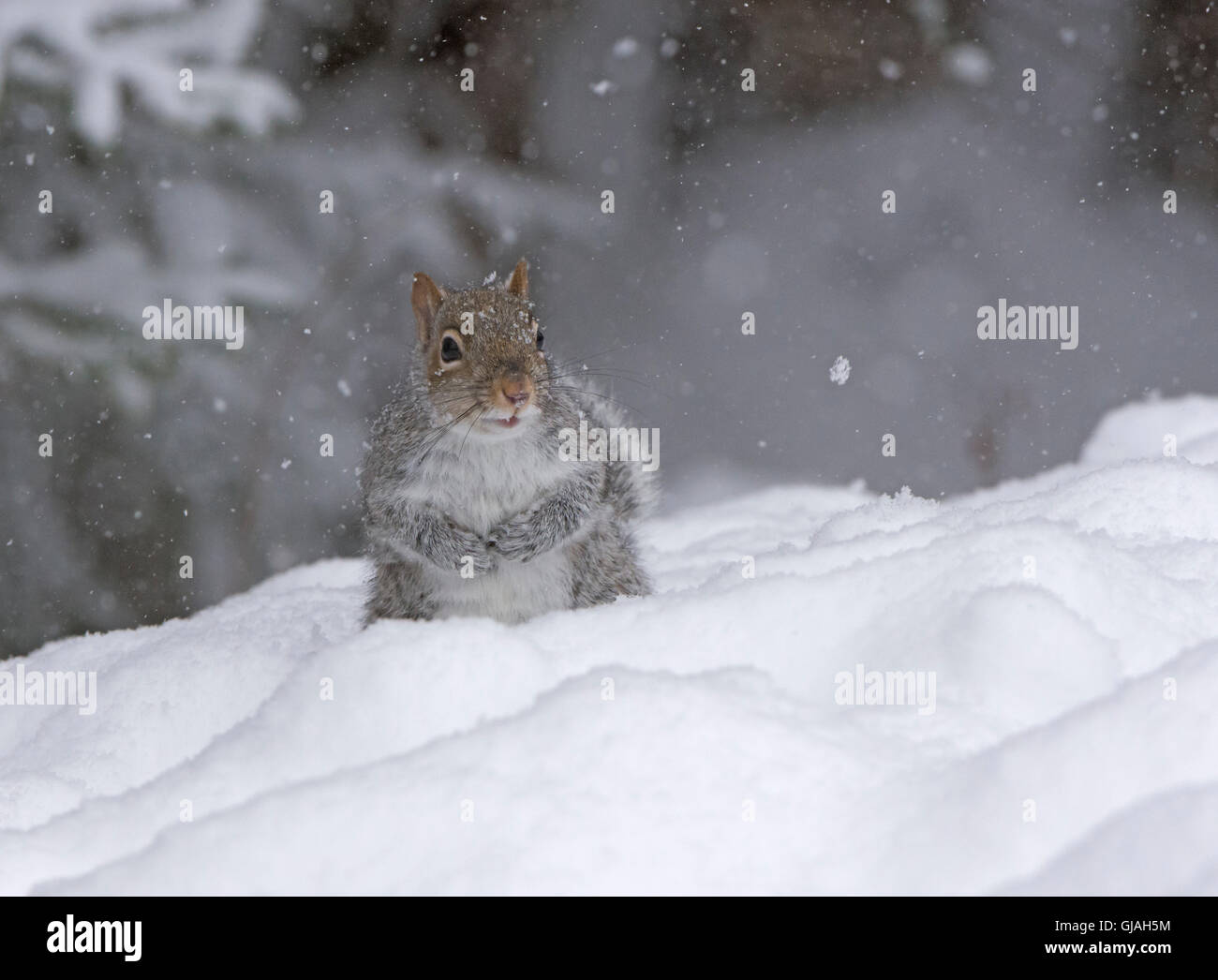 Eastern Gray Squirrel (Sciurus carolinensis) in snowstorm. Acadia National Park, Maine, USA. Stock Photo