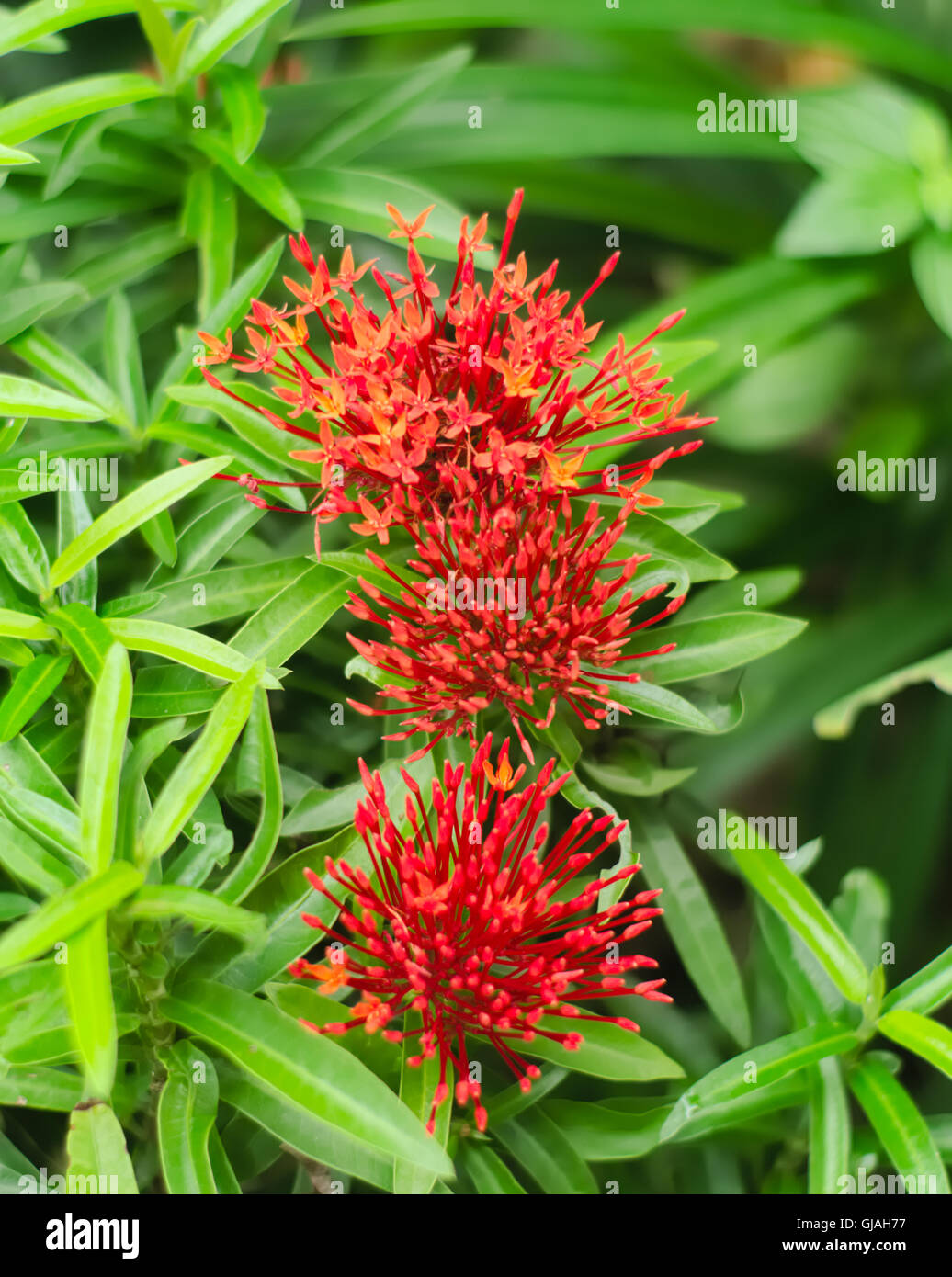 Red Ixora coccinea Stock Photo
