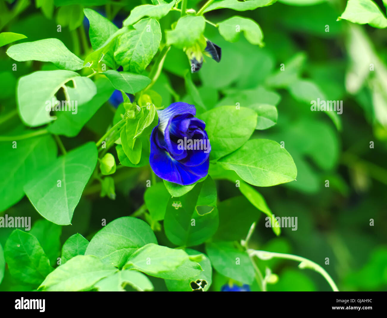 Butterfly pea flower near me