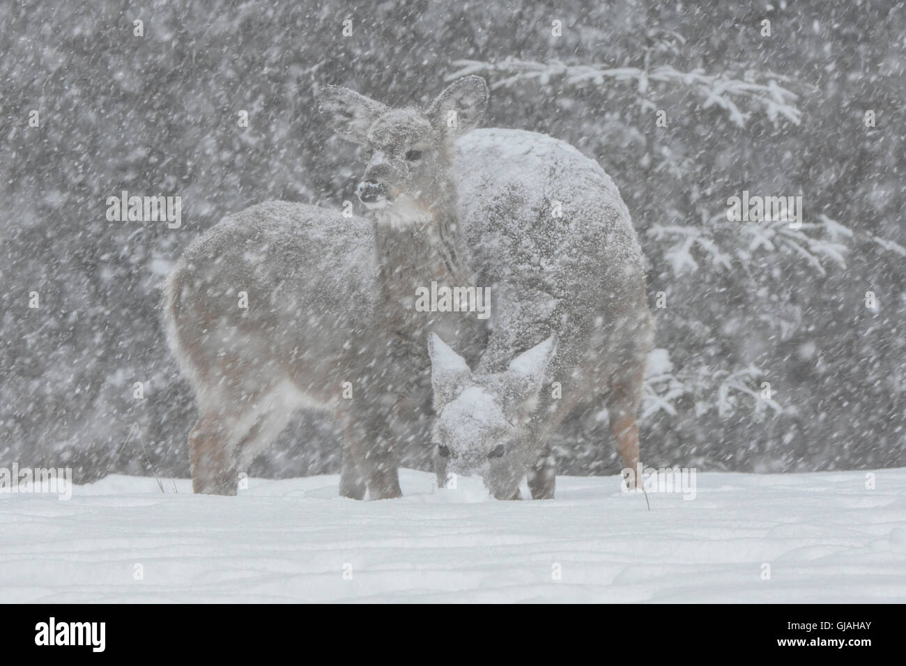 White-tailed Deer (Odocoileus virginianus) in blinding blizzard. Acadia National Park, Maine, USA. Stock Photo