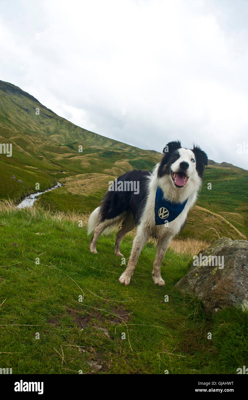 border collie dog descending from High Raise along greenup gill towards