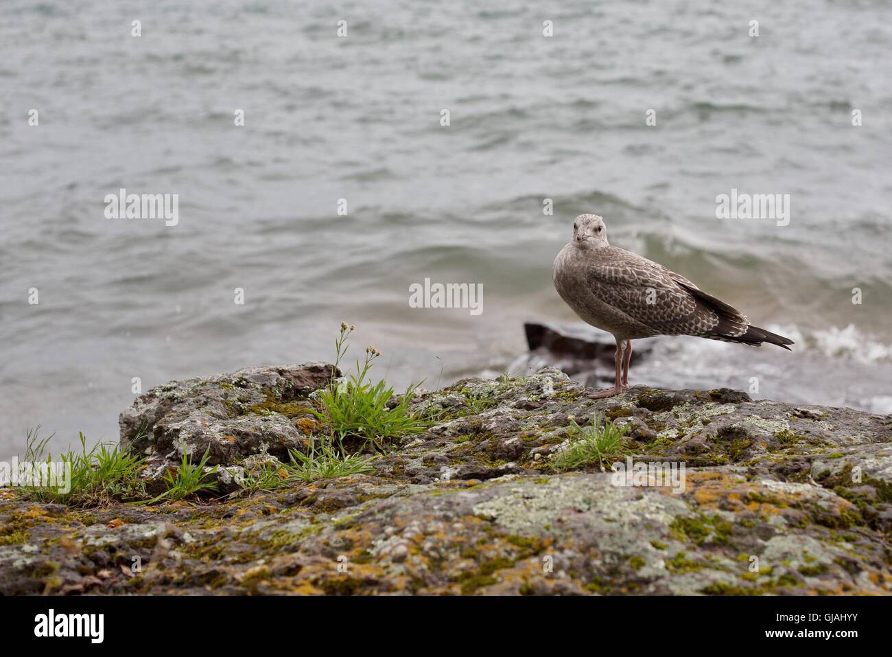 A young herring gull on the shore of Lake Superior in Minnesota, USA. Stock Photo