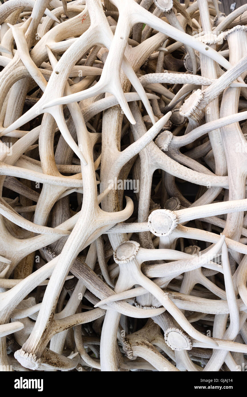 Elk Rack Together Hundreds of Elk antlers all arranged together as an arch Stock Photo ...