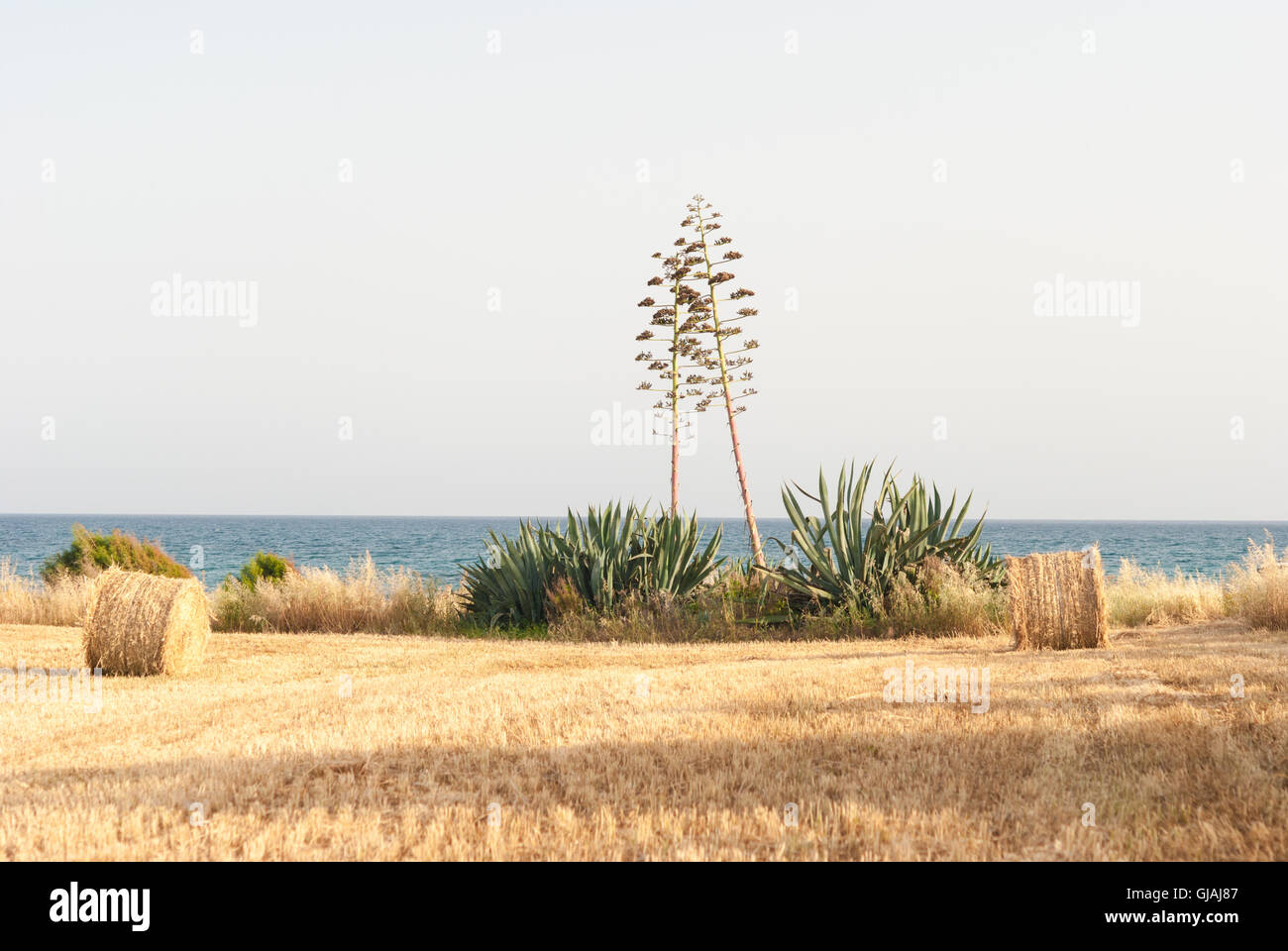 Rural landscape: agave and dry straw rolls on the mown field, sea as a ...